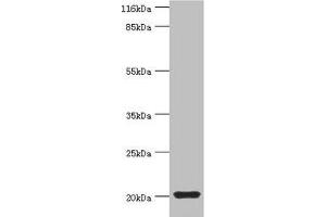 Western blot All lanes: MYLPF antibody at 2 μg/mL + Mouse skeletal muscle tissue Secondary Goat polyclonal to rabbit IgG at 1/10000 dilution Predicted band size: 20 kDa Observed band size: 20 kDa (MYLPF Antikörper  (AA 2-169))