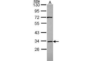 WB Image Sample (30 ug of whole cell lysate) A: A431 , 10% SDS PAGE antibody diluted at 1:3000 (Syntaxin 4 Antikörper)