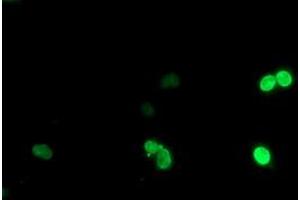 Image no. 4 for anti-LIM Homeobox 1 (LHX1) (AA 100-362) antibody (ABIN1490803) (LHX1 Antikörper  (AA 100-362))