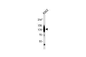 Western blot analysis of lysates from K562 cell line ,using GABA-B Receptor Antibody (ABIN483896 and ABIN1533279). (GABA B Receptor Antikörper)