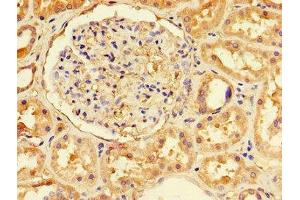 Immunohistochemistry of paraffin-embedded human kidney tissue using ABIN7151671 at dilution of 1:100 (NFE2L1 Antikörper  (AA 251-550))