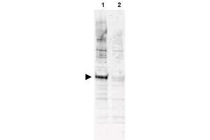 Image no. 1 for anti-Cell Division Cycle 16 Homolog (S. Cerevisiae) (CDC16) (AA 575-588), (pThr580) antibody (ABIN401306) (CDC16 Antikörper  (pThr580))