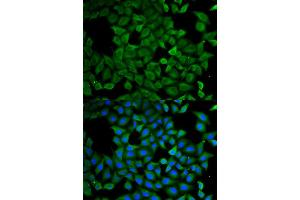 Immunofluorescence (IF) image for anti-Atlastin GTPase 1 (ATL1) antibody (ABIN1876490) (ATL1 Antikörper)