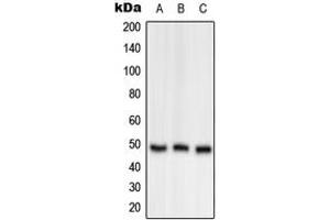 Western blot analysis of OAT expression in A549 (A), Raw264. (OAT Antikörper  (Center))