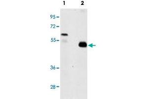 Western blot analysis of TRAF2 (arrow) using rabbit TRAF2 polyclonal antibody . (TRAF2 Antikörper  (C-Term))