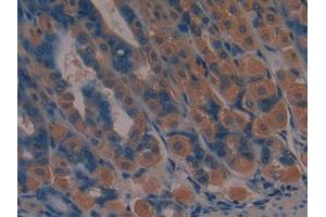 DAB staining on IHC-P; Samples: Mouse Stomach Tissue (JAG2 Antikörper  (AA 709-941))