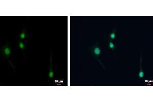 Immunofluorescence (IF) image for anti-Neuronal PAS Domain Protein 1 (NPAS1) antibody (ABIN2856208)