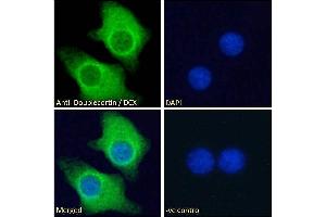 ABIN625829 Immunofluorescence analysis of paraformaldehyde fixed KNRK cells, permeabilized with 0.