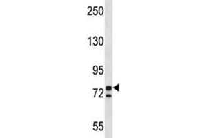 PCSK7 antibody western blot analysis in K562 lysate. (PCSK7 Antikörper  (AA 692-721))