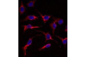 Image no. 2 for anti-ES cell expressed Ras (ERAS) (N-Term) antibody (ABIN356980) (ERAS Antikörper  (N-Term))