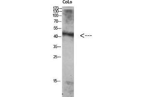 Western Blot (WB) analysis of Colo using Antibody diluted at 1:1000.