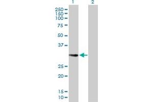 Western Blot analysis of EHF expression in transfected 293T cell line by EHF MaxPab polyclonal antibody.