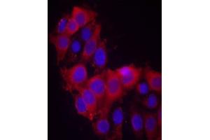 Immunofluorescence staining of methanol-fixed MCF7 cells using VEGFR2 (Ab-1214) antibody (E021078, Red) (VEGFR2/CD309 Antikörper)