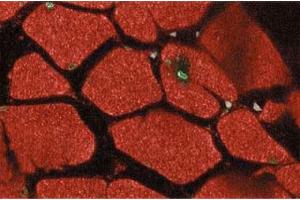 Immunofluorescent staining of rabbit muscle with anti-Stat5 antibody. (STAT5A Antikörper  (AA 451-649))