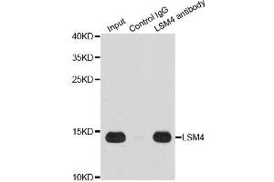 Immunoprecipitation (IP) image for anti-LSM4 Homolog, U6 Small Nuclear RNA Associated (LSM4) (AA 1-139) antibody (ABIN6143363)