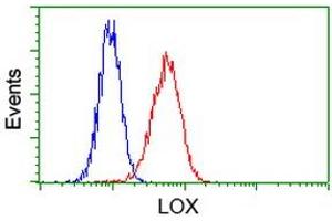 Image no. 2 for anti-Lysyl Oxidase (LOX) (AA 22-168) antibody (ABIN1491216) (LOX Antikörper  (AA 22-168))