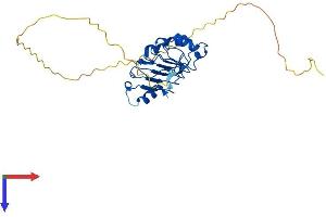 ANP32E Protein (AA 1-268) (His tag)