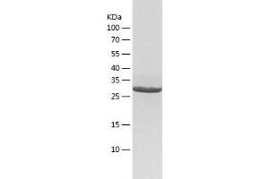 Western Blotting (WB) image for Geranylgeranyl Diphosphate Synthase 1 (GGPS1) (AA 1-300) protein (His tag) (ABIN7123078) (GGPS1 Protein (AA 1-300) (His tag))