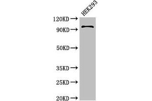 Western Blot Positive WB detected in: HEK293 whole cell lysate All lanes: PIWIL4 antibody at 3. (PIWIL4 Antikörper  (AA 12-235))