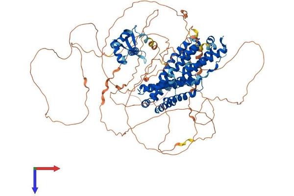 RFX1 Protein (AA 1-963) (His tag)