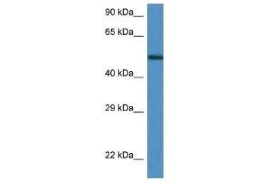 Western Blot showing Zfp275 antibody used at a concentration of 1. (ZNF275 Antikörper  (Middle Region))