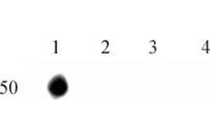 Histone H2A. (H2AFX Antikörper  (pTyr142))