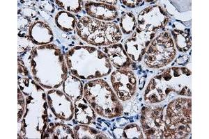 Immunohistochemical staining of paraffin-embedded Kidney tissue using anti-FKBP1A mouse monoclonal antibody. (FKBP1A Antikörper)