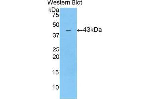 Western Blotting (WB) image for anti-Lipocalin 9 (LCN9) (AA 33-163) antibody (ABIN1859635) (LCN9 Antikörper  (AA 33-163))