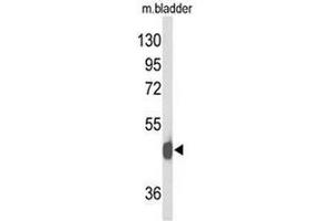 Western blot analysis of NPY2R Antibody (N-term) in mouse bladder tissue lysates (35µg/lane). (NPY2R Antikörper  (N-Term))