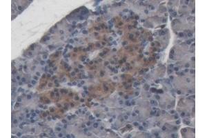 Detection of ABP1 in Porcine Pancreas Tissue using Polyclonal Antibody to Amiloride Binding Protein 1 (ABP1) (DAO Antikörper  (AA 27-113))