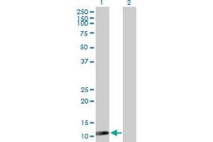 Western Blot analysis of ISG15 expression in transfected 293T cell line by ISG15 MaxPab polyclonal antibody. (ISG15 Antikörper  (AA 1-165))