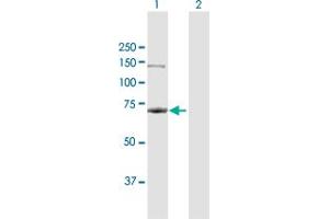 Western Blot analysis of RPA1 expression in transfected 293T cell line by RPA1 MaxPab polyclonal antibody.