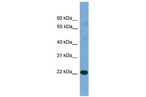 WB Suggested Anti-IL17D Antibody Titration: 0.