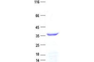 Validation with Western Blot