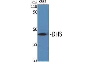 Western Blot (WB) analysis of specific cells using DHS Polyclonal Antibody. (DHPS Antikörper  (Internal Region))