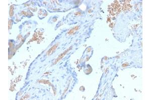 Formalin-fixed, paraffin-embedded human Pancreas stained with Spectrin alpha 1 Rabbit Recombinant Monoclonal Antibody (SPTA1/2939R). (Rekombinanter SPTA1 Antikörper  (AA 356-475))