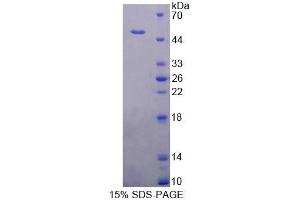 SDS-PAGE analysis of Human PUS1 Protein.