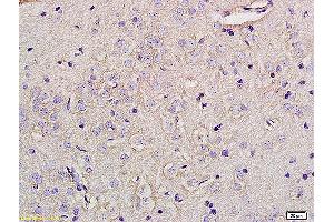 Formalin-fixed and paraffin embedded rat brain tissue labeled with Anti-Glypican 5 Polyclonal Antibody, Unconjugated (ABIN678353) at 1:200 followed by conjugation to the secondary antibody (GPC5 Antikörper  (AA 251-350))