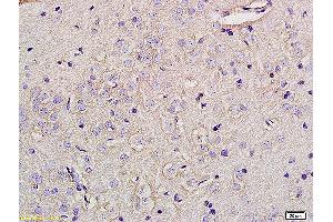 Formalin-fixed and paraffin embedded rat brain tissue labeled with Anti-Glypican 5 Polyclonal Antibody, Unconjugated (ABIN678353) at 1:200 followed by conjugation to the secondary antibody