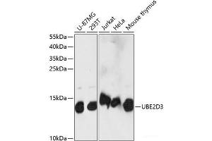 Western blot analysis of extracts of various cell lines using UBE2D3 Polyclonal Antibody at dilution of 1:1000. (UBE2D3 Antikörper)