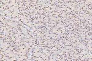 Immunohistochemistry analysis of paraffin-embedded rat pancreas using,TPRKB (ABIN7075943) at dilution of 1: 4200 (TPRKB Antikörper)