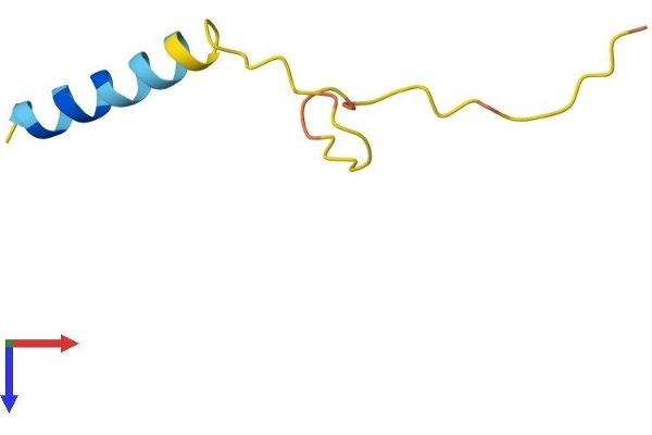 PRCD Protein (AA 1-53) (Fc Tag)