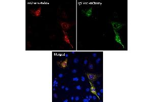 Immunofluorescence (IF) image for Chicken anti-Chicken IgY antibody (DyLight 488) (ABIN7273052)