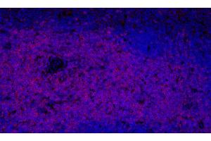 Immunofluorescence analysis of paraffin-embedded mouse spleen using THY1 Polyclonal Antibody at dilution of 1:300. (CD90 Antikörper)