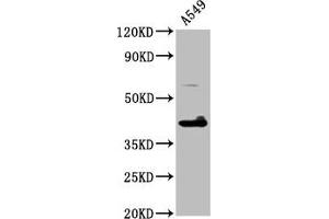 Western Blot Positive WB detected in: A549 whole cell lysate All lanes: TFB1M antibody at 4. (TFB1M Antikörper  (AA 59-194))
