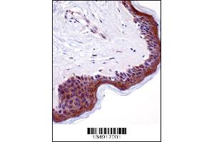 LSM14A Antibody immunohistochemistry analysis in formalin fixed and paraffin embedded human skin tissue followed by peroxidase conjugation of the secondary antibody and DAB staining.