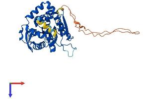 NDRG4 Protein (AA 1-352) (His tag)