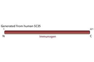 Image no. 1 for anti-serine/arginine-Rich Splicing Factor 2 (SRSF2) antibody (ABIN967516) (SRSF2 Antikörper)