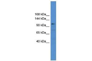 USP35 antibody used at 0. (USP35 Antikörper  (C-Term))