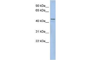 WB Suggested Anti-SMCR7L  Antibody Titration: 0. (SMCR7L Antikörper  (N-Term))